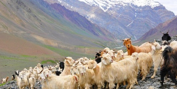 Cashmere-Goats-Himilayas-668x336