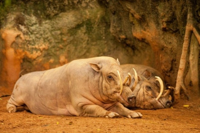 ostrov-sulavesi-babirussu