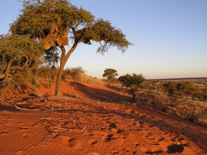 velikaya-pustynya-kalahari-1