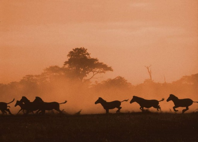 velikaya-pustynya-kalahari-2