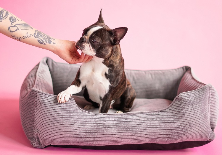 Зачем нужен лежак для собаки?