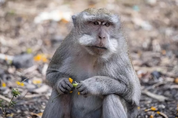 Обезьянья оспа 2022