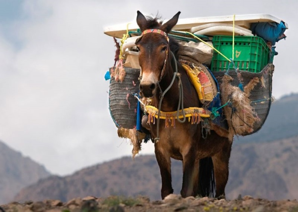 грошовий мул