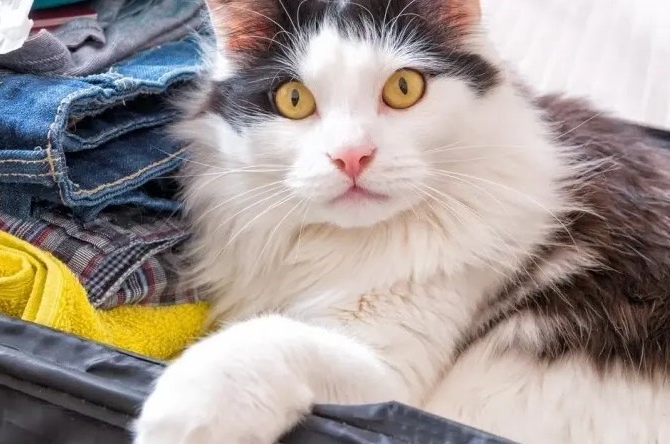 Скасовують спрощені умови для переміщення домашніх тварин