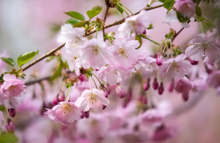 У Києві розквітли перші магнолії та сакури