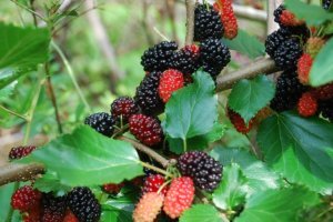 Шовковиця при діабеті