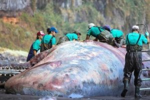 Всередині кашалота