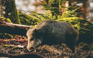 Радіоактивність німецьких кабанів