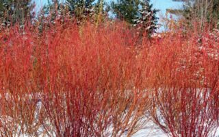 Що таке дерен