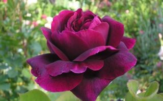 Как вырастить розу в домашних условиях