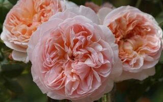 Лучшие ароматы роз