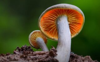 Що таке міцелій гриба