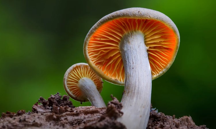 Що таке міцелій гриба