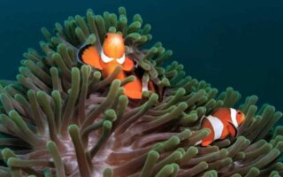 Що таке симбіоз