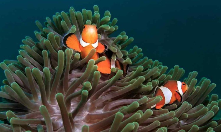 Що таке симбіоз