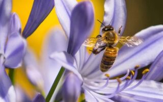 Цікаві факти про бджіл