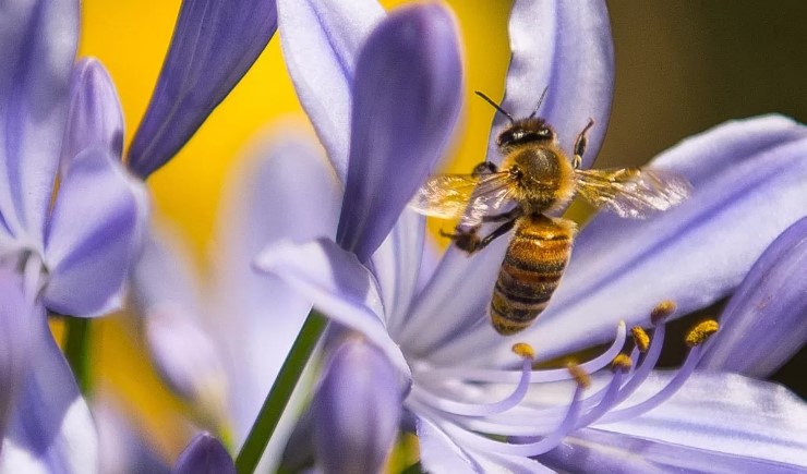 Цікаві факти про бджіл