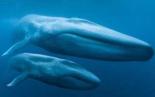 Cиній кит цікаві факти