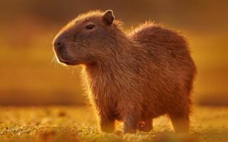 Капібара цікаві факти