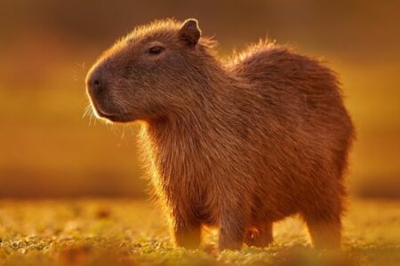 Капібара цікаві факти