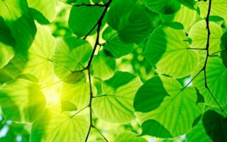 Що таке фотосинтез