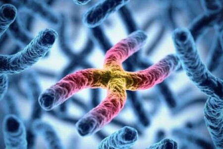 Що таке генотип