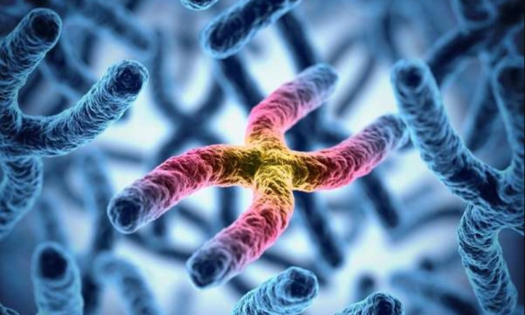 Що таке генотип