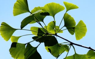 Що таке гінкго