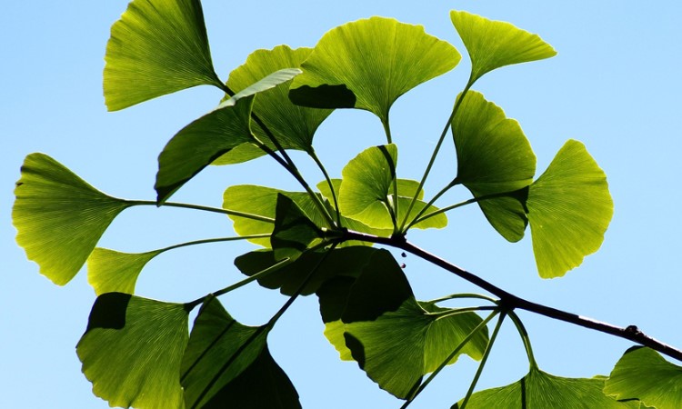 Що таке гінкго