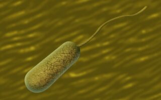 Що таке прокаріоти