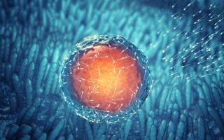 Що таке яйцеклітина