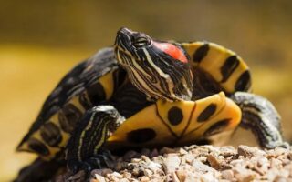 Цікаві факти про черепах