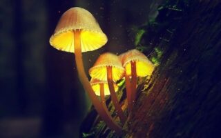 Цікаві факти про гриби