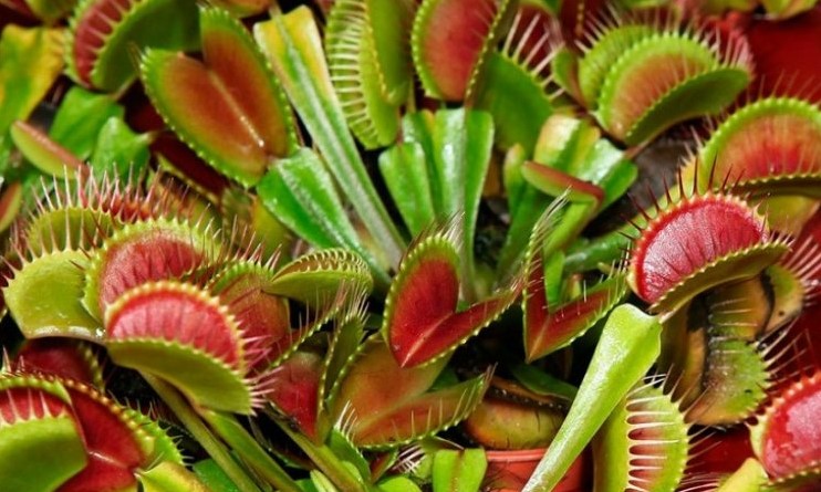 Цікаві факти про рослини хижаки