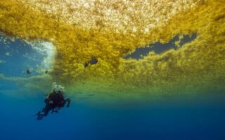 Саргасове море цікаві факти