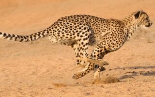 Тварини рекордсмени цікаві факти