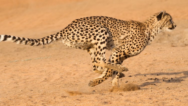 Тварини рекордсмени цікаві факти