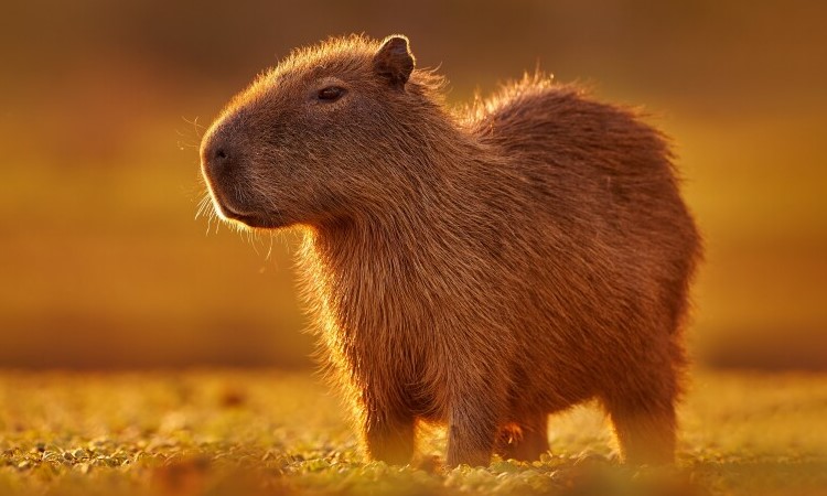 Капібара цікаві факти