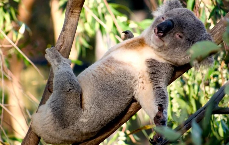 Коала цікаві факти