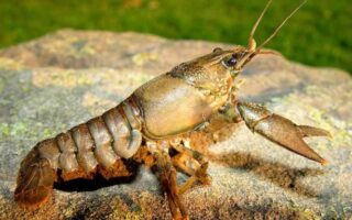 Цікаві факти про ракоподібних