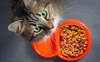 Як правильно годувати вибагливого кота