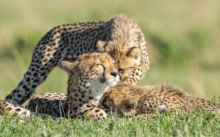 гепард цікаві факти