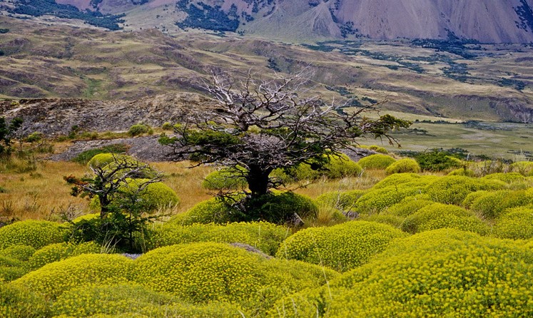 Що таке флора
