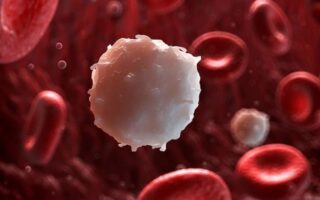 Що таке лейкоцити