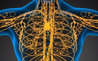 Що таке лімфа