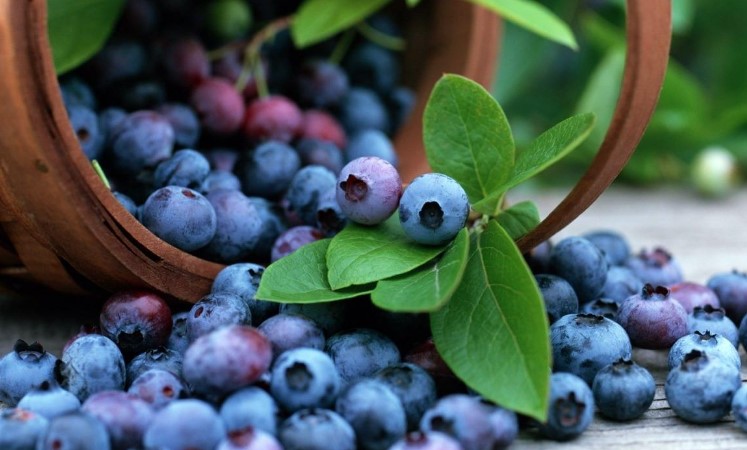 Що таке лохина