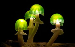 Цікаві факти про гриби які світяться