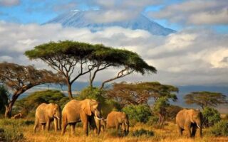 Цікаві факти про Африку