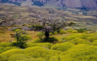 Що таке флора