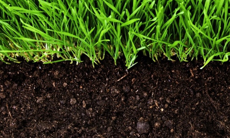 Що таке гумус